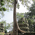 Baum