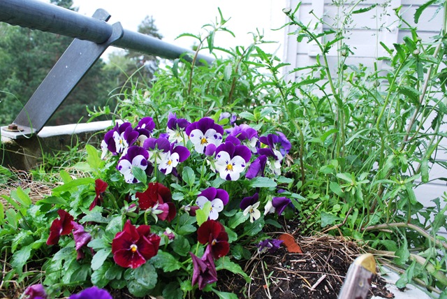 [2011-05-29%2520Violas%255B3%255D.jpg]
