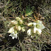 Gentiana%252520gelida%25252c%252520hanqavan%25252c%2525202012.09.07%252520%25252802%252529