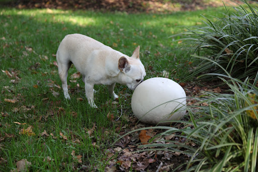 Franny, don't you remember?  It's a type of mushroom called a puffball.