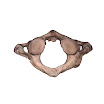 vertebrae_C1_female.jpg