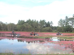 Cranberry Harvest Gerts bog 2011 3 machines 3