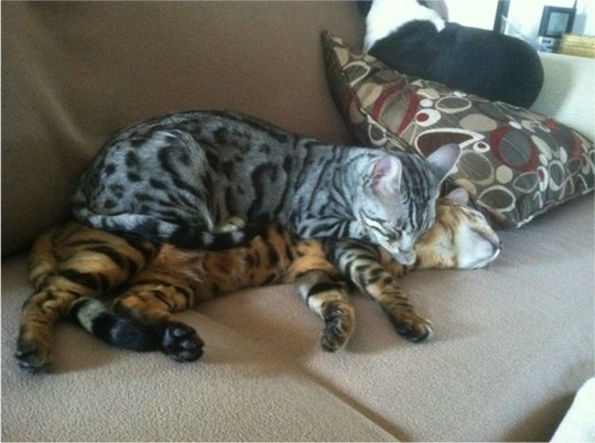 [funny-animals-haha-11%255B2%255D.jpg]