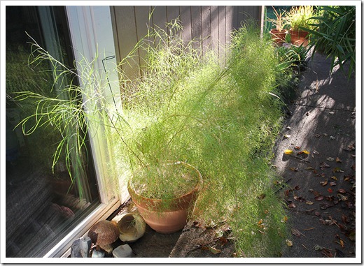 111022_Muhlenbergia-dumosa_07