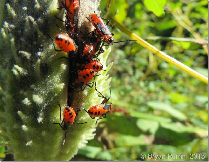 Humbug on milk weed