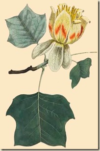 Liriodendron ou arbre à tulipes