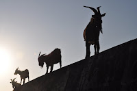 Cabres al sol
Goats under the sun