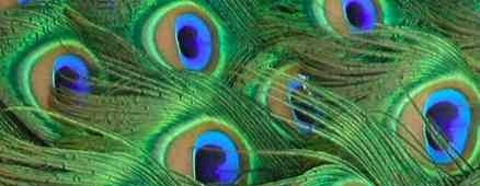 [peacock_tail_feathers_close_up%255B2%255D.jpg]