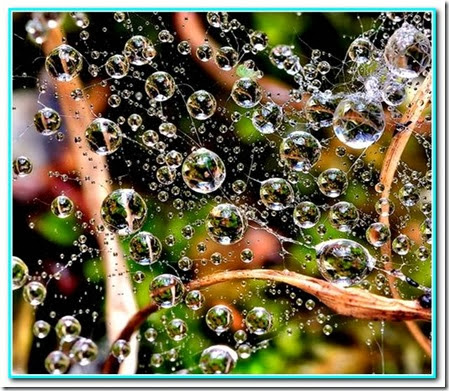 Gota de Natal Gota de Natal