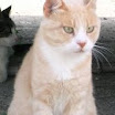 Biscotto.jpg