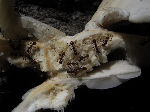 close oysters and ants close oysters and ants