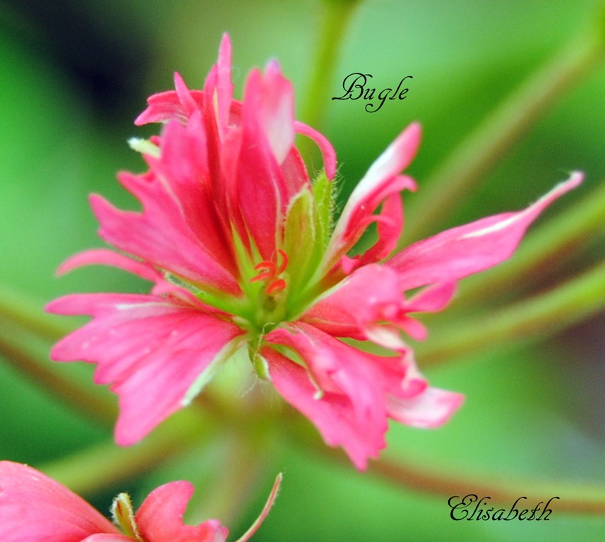 [Pelargonium%2520april%25202012%2520011%255B4%255D.jpg]