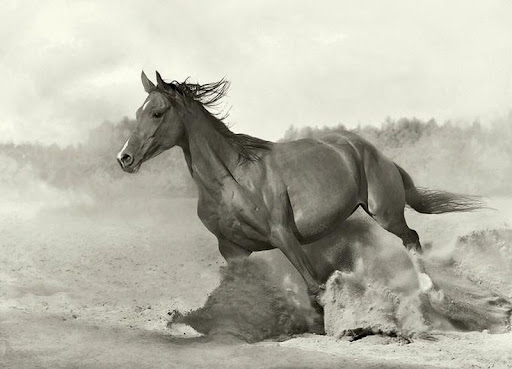 Arabian Wojtek Kwiatkowski Horse Photography