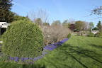 Just look at this vibrant muscari border near the pergola.