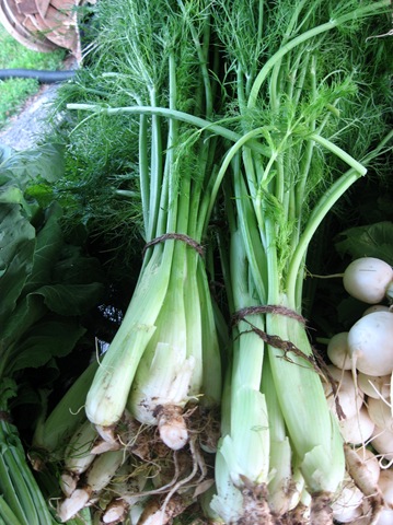 [baby%2520fennel%255B4%255D.jpg]