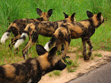 South Africa - 048.JPG