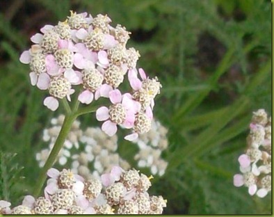 yarrow