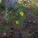 Sagebrush Buttercup