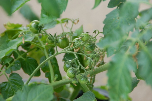 [DSC_6684%255B4%255D.jpg]