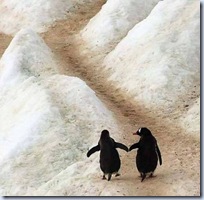 Tuoi gia 2pingouins Tuoi gia 2pingouins