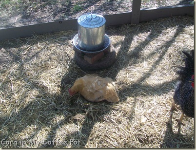 Audrey-- dirt bath-- Chicken Coop 003