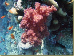 Purple Coral-1