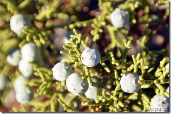 110927 Joshua Tree NP (14)