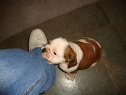 Mordida de cachorro