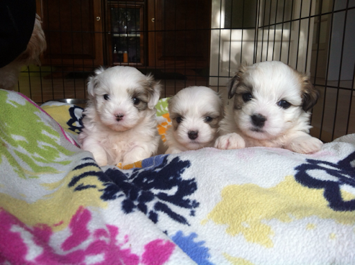 Coton de tulear a vendre Coton de tulear Nantes