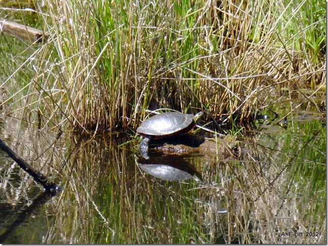 Western Painted Turtle.  Fairview Creek Headwaters.  Gresham, Oregon.  April 24, 2009.