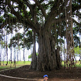 Eidan near the Banyan tree at Waikiki beach