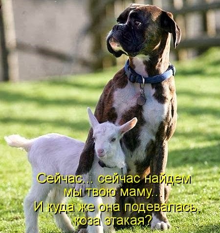 [1353684265_shikarnye-kotomatricy-19%5B8%5D.jpg]