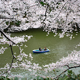 Tokyo - Hanami 2010 (Cherry Blossom)