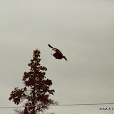 Bald eagle -  Wrangell-St Elias NPP em Nabesna, Alaska, EUA
