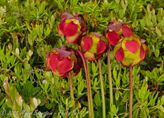 Quoddy _ROT9374 NIKON D3S July 03, 2011