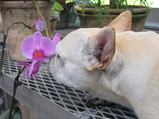 Some types of orchids are fragrant while many are not.  Some even have a foul odor!  Not this one, though!