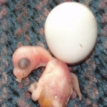 Newborn 8-20-11.JPG