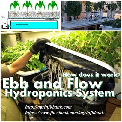 What is Ebb and Flow Hydroponics and How Does it Work