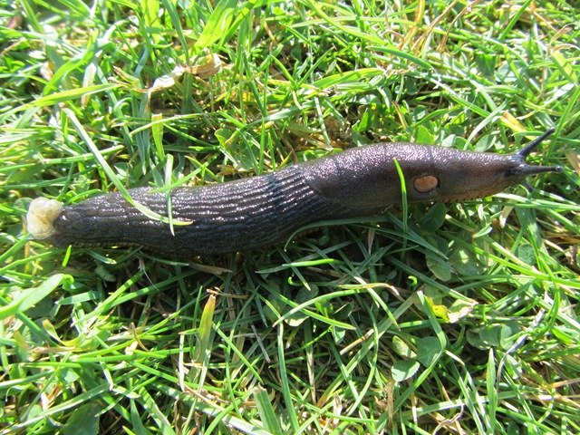 [IMG_2149Slug2.jpg]