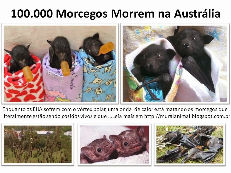 [morcegos-australia%255B3%255D.jpg]