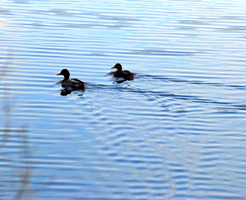 [11.%2520Peaceful%2520Mallards-kab%255B3%255D.jpg]