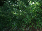 Immagine 011.jpg Immagine 011.jpg