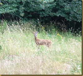 capriolo capriolo
