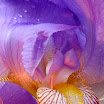 traversyphoto.ca (38).jpg