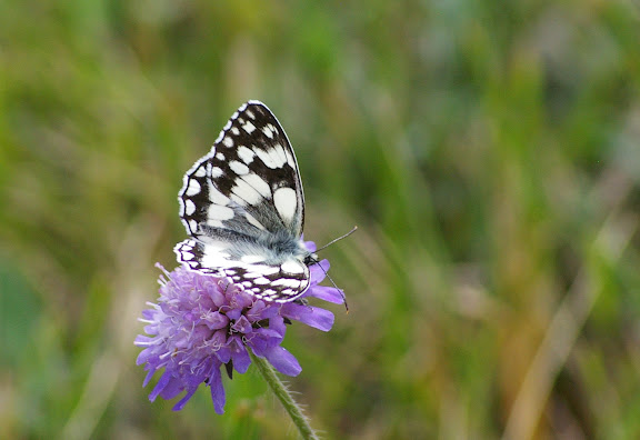 Melanragia galathea L., 1758. Les Hautes-Lisières (Rouvres, 28), 8 juin 2011. Photo : J.-M. Gayman