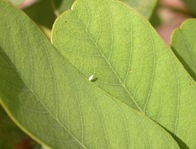 Sulphur butterfly egg on candlestick cassia