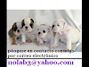 Casi Gratis Cachorros Akc Ingles Bulldog Ingles