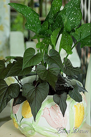 [CallaLily_PotatoVine_Ipomea%255B8%255D.jpg]