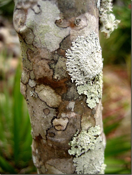 Lichens on Trunk Lichens on Trunk