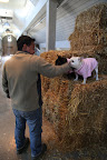 Hi, Gyurme.  You and guys sure stack hay fast!13